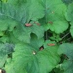 Petasites hybridus Leaf