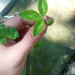 Trifolium medium ഇല