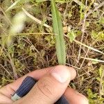 Cirsium dissectum Foglia