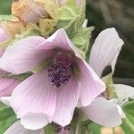 Althaea officinalis Цветок