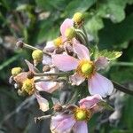 Anemone vitifolia Flower