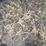 Buddleja scordioides Hoja