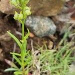 Linaria pelisseriana Hábito