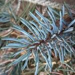 Picea pungens Blad