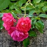 Rosa gallica Φύλλο