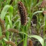 Setaria italica Flor