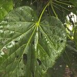 Quararibea cordata Blatt