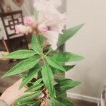 × Chitalpa tashkentensis Blomma