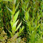 Lythrum salicaria Leaf