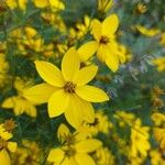 Coreopsis verticillataCvet