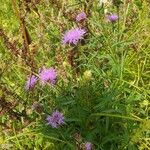 Centaurea jaceaFlower