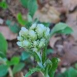 Antennaria parlinii Цвят