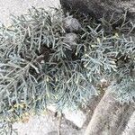 Cupressus arizonica Φύλλο