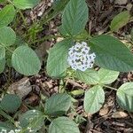 Lobularia maritimaŽiedas