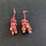 Sedum andegavense 形態