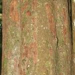 Protium stevensonii Lubje