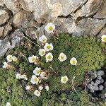 Saxifraga marginata Çiçek