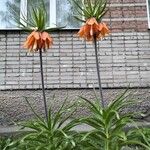 Fritillaria imperialisLorea