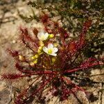 Drosera intermedia Λουλούδι
