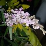 Vitex agnus-castusफूल