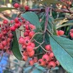 Cotoneaster coriaceusFruto