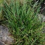 Juncus alpinoarticulatus Други