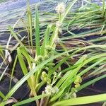 Sparganium emersum Fula