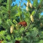 Pseudotsuga menziesii Ffrwyth