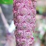 Bulbophyllum coriophorum
