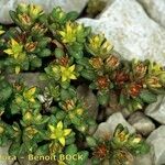 Sedum litoreum Sonstige