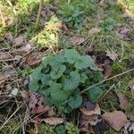 Alliaria petiolata Blad