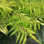 Rhus typhina Blatt