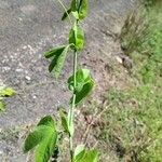 Passiflora subpeltata Folla