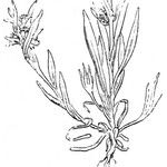 Filago neglecta Mosusu