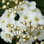 Spiraea chamaedryfolia Fleur