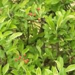 Malus sylvestris पत्ता