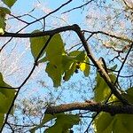 Fagus grandifolia Yeri