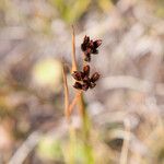 Juncus triglumis 花