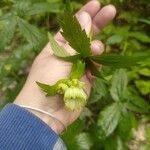 Astrantia majorKvet