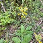 Primula verisFlor