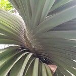 Pandanus utilis Blatt