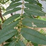 Zanthoxylum rhoifolium पत्ता