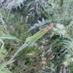 Tragopogon porrifolius Кветка