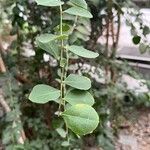 Elaeodendron transvaalense Liść