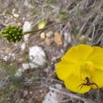 Ranunculus gramineus Meyve