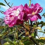 Rosa sempervirens Flower