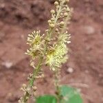 Croton lachnostachyus Blomma