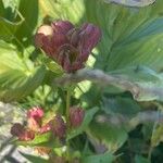 Gentiana purpureaFlower