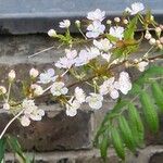 Prunus japonica 葉