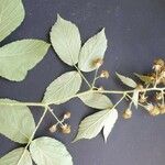 Rubus pallidus Flower